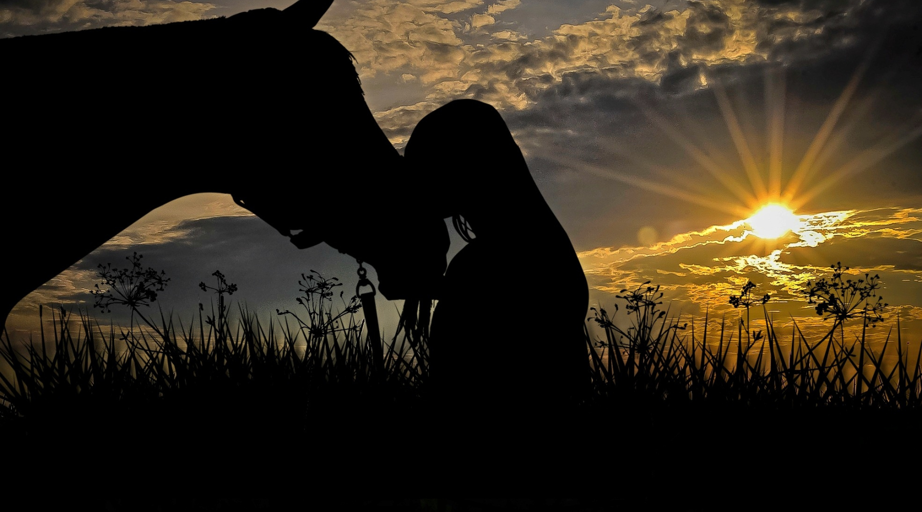 Barefoot Beach Girl at Heart Blog article with this image of a horse and a girl standing face to face in a field.
